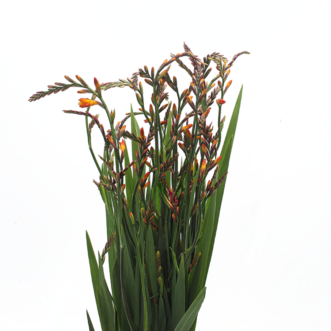 Crocosmia Flower-Orange