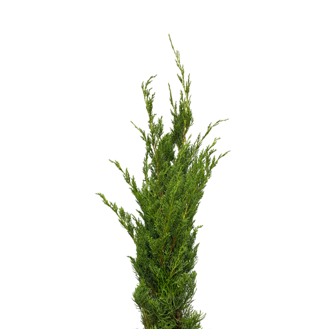 Cypress Leaf