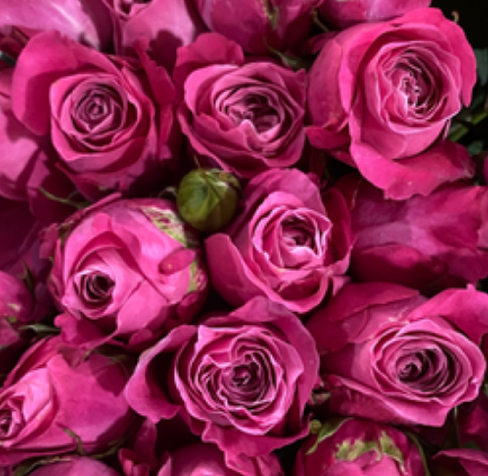 Deep Purple Rose