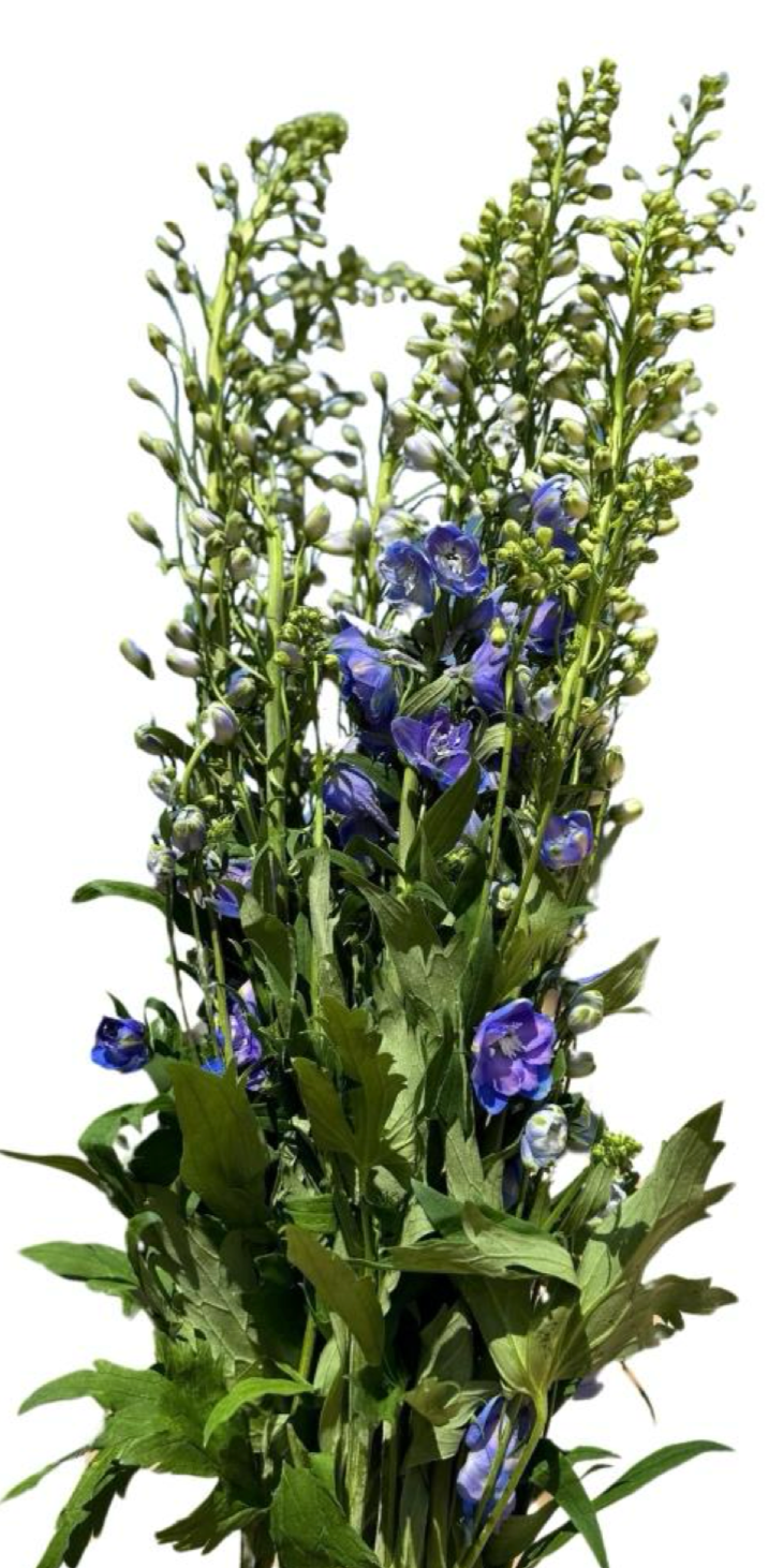 Delphinium