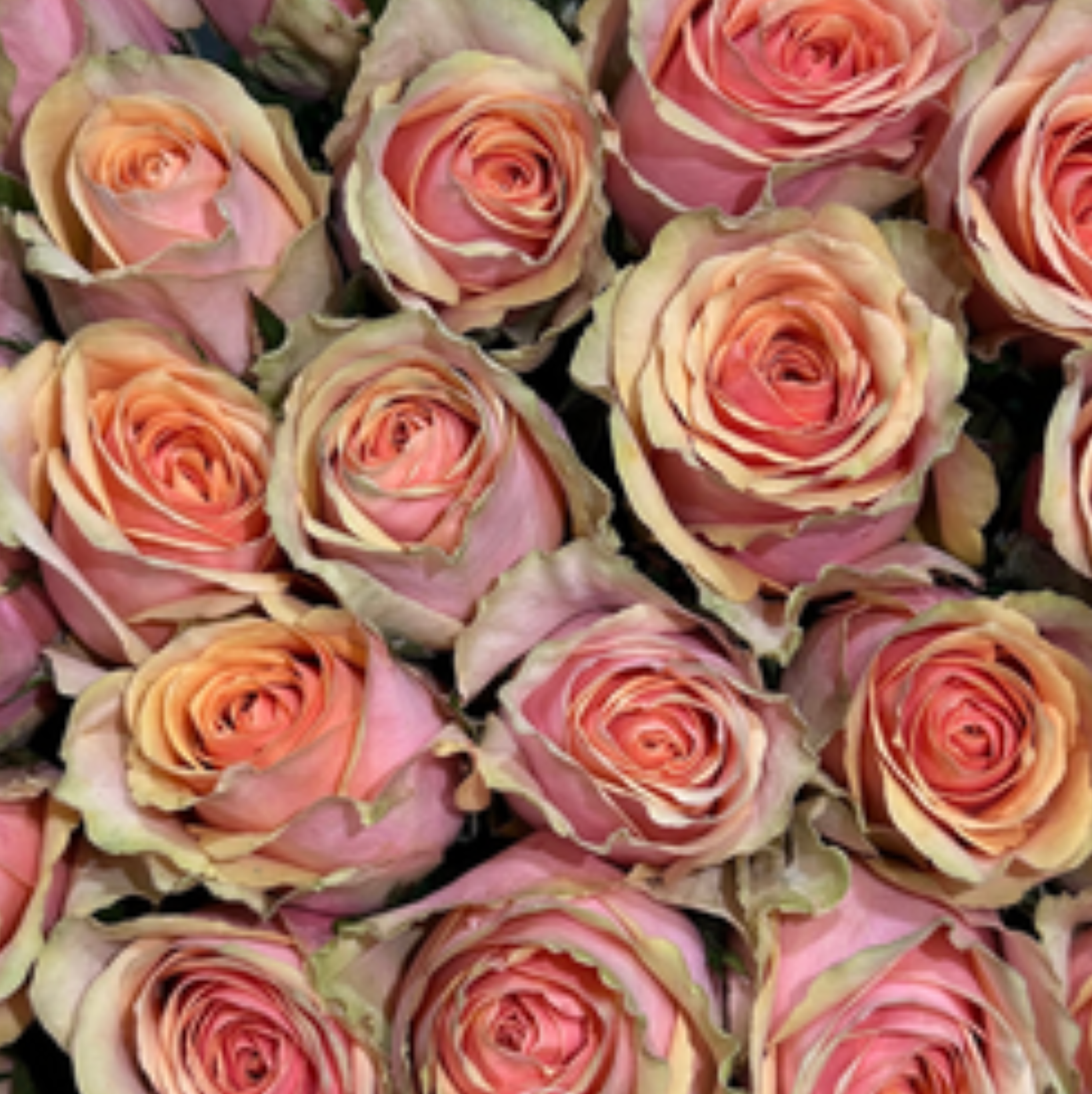 Divia Rose