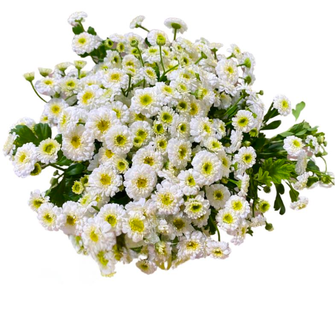Tana Daisy