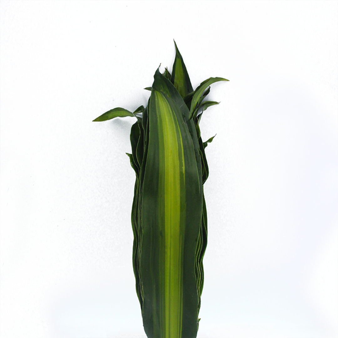 Dracaena Leaf