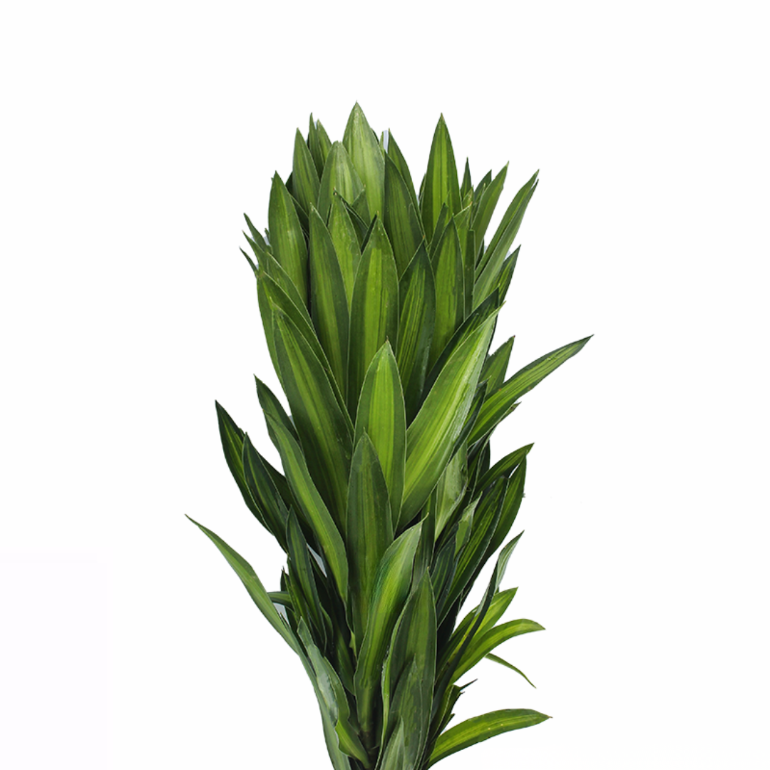 Dracaena Reflexa