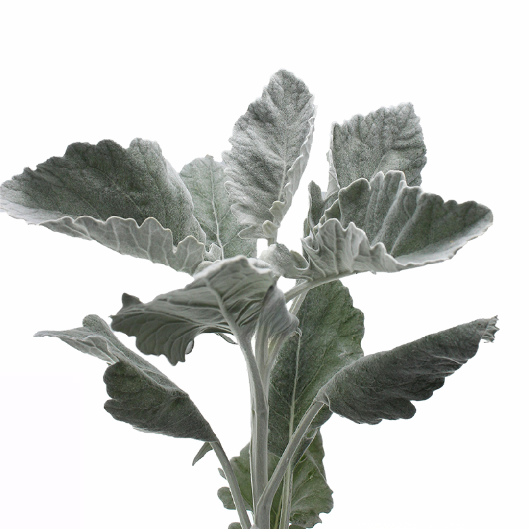 Dusty Miller Broadleaf