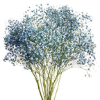 Dyed Gypsophila