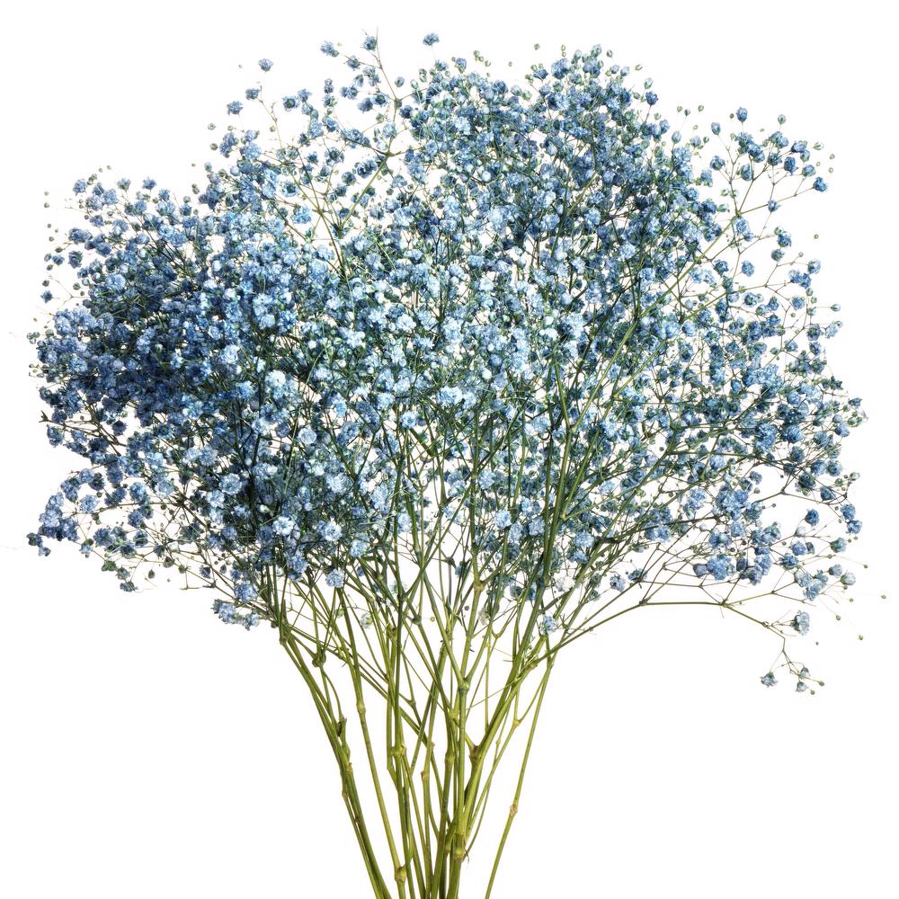 Dyed Gypsophila