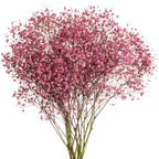 Dyed Gypsophila