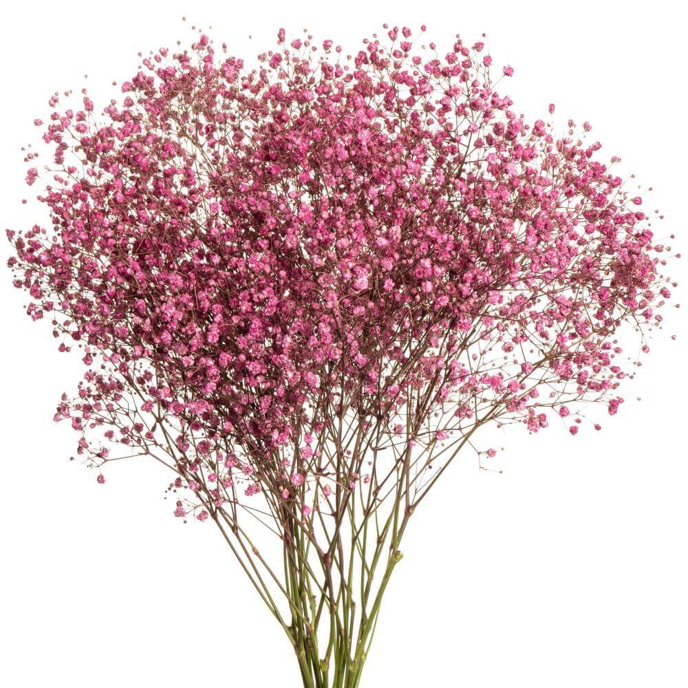 Dyed Gypsophila