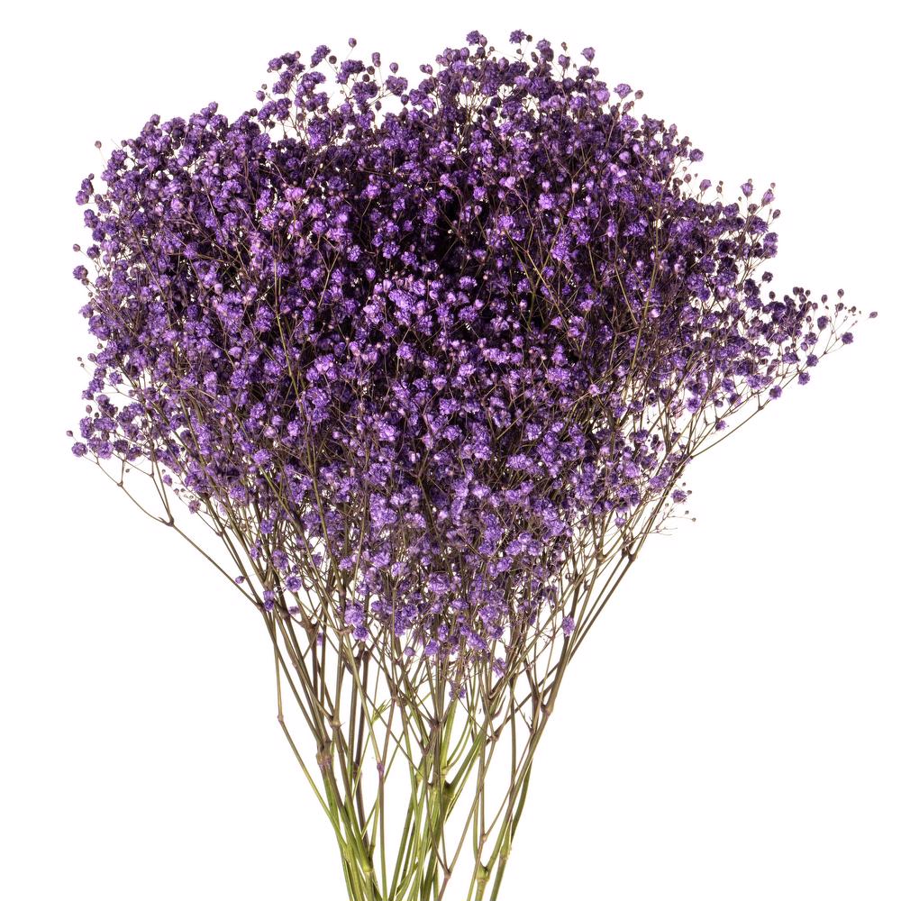 Dyed Gypsophila