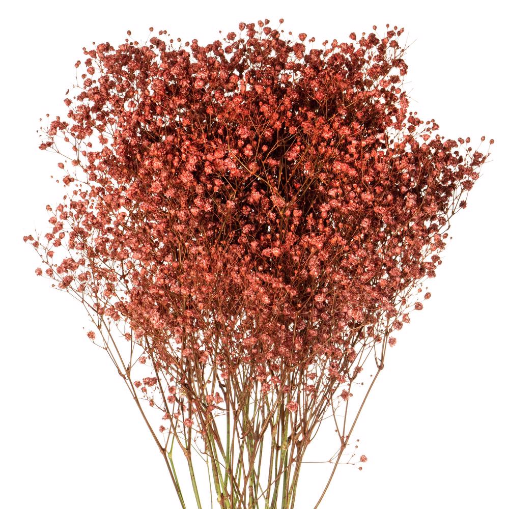 Dyed Gypsophila