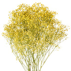 Dyed Gypsophila