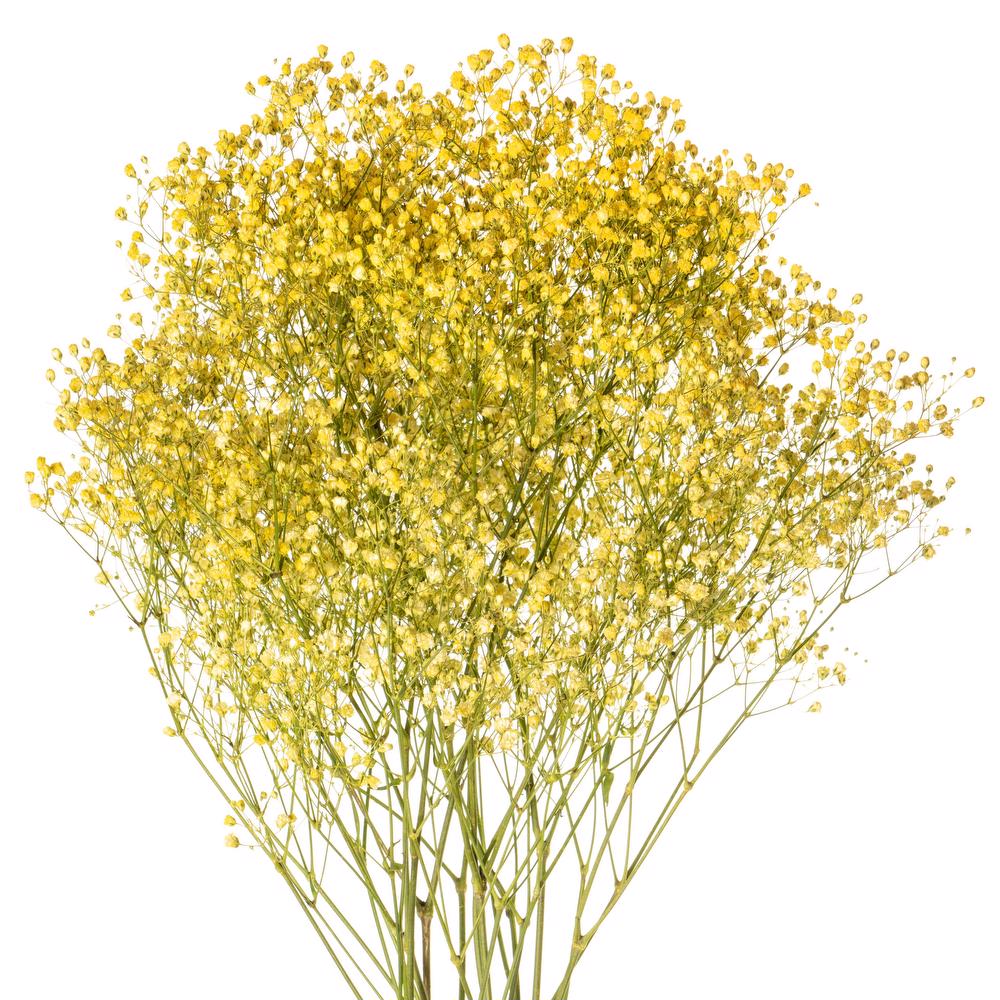 Dyed Gypsophila