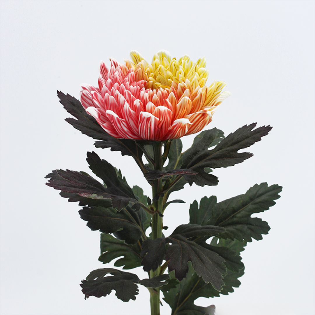Chrysanthemum