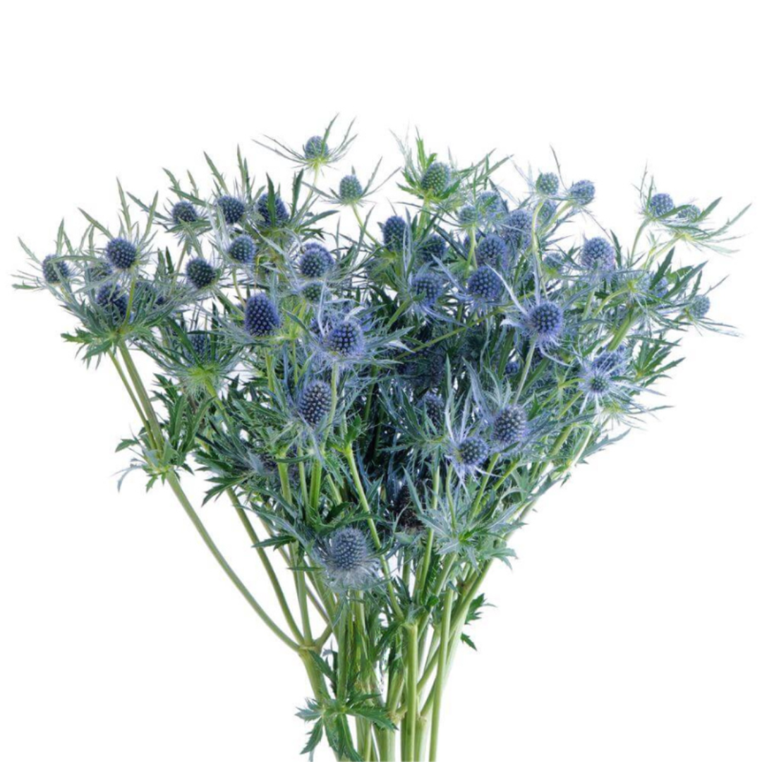 Eryngium