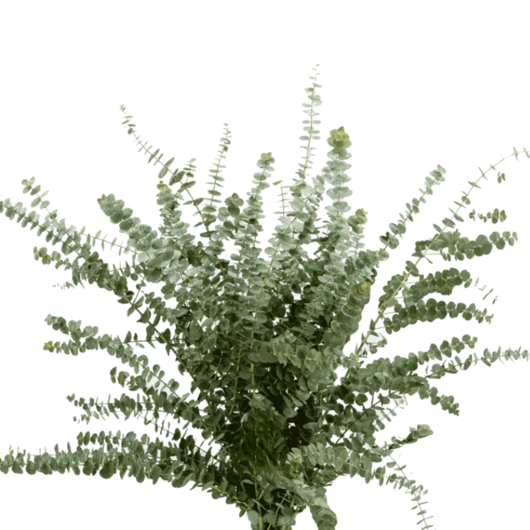 Eucalyptus Baby Blue