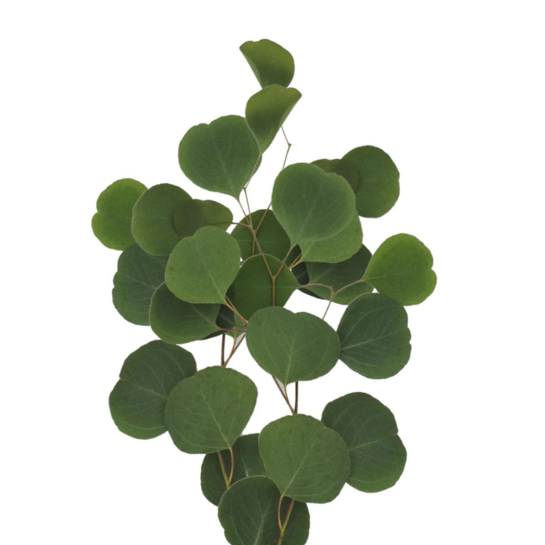 Eucalyptus Populus