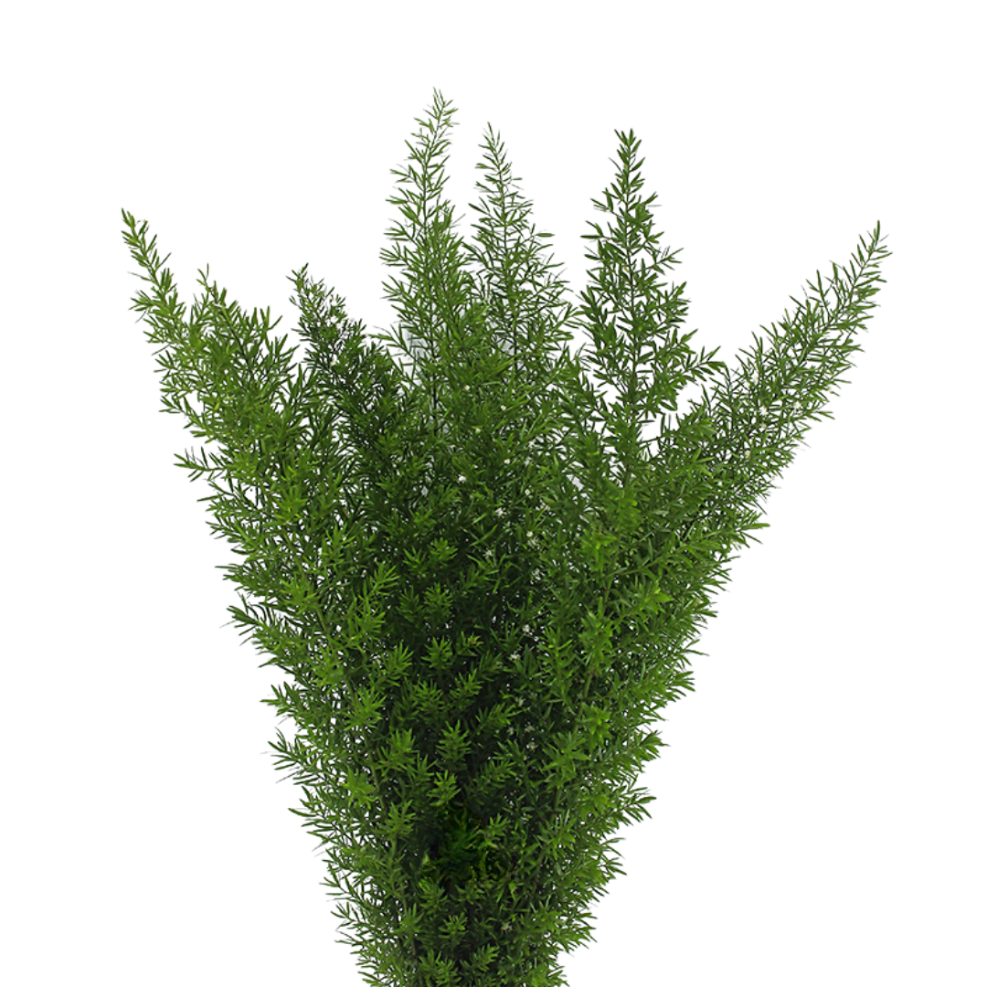 Fox Tail Fern