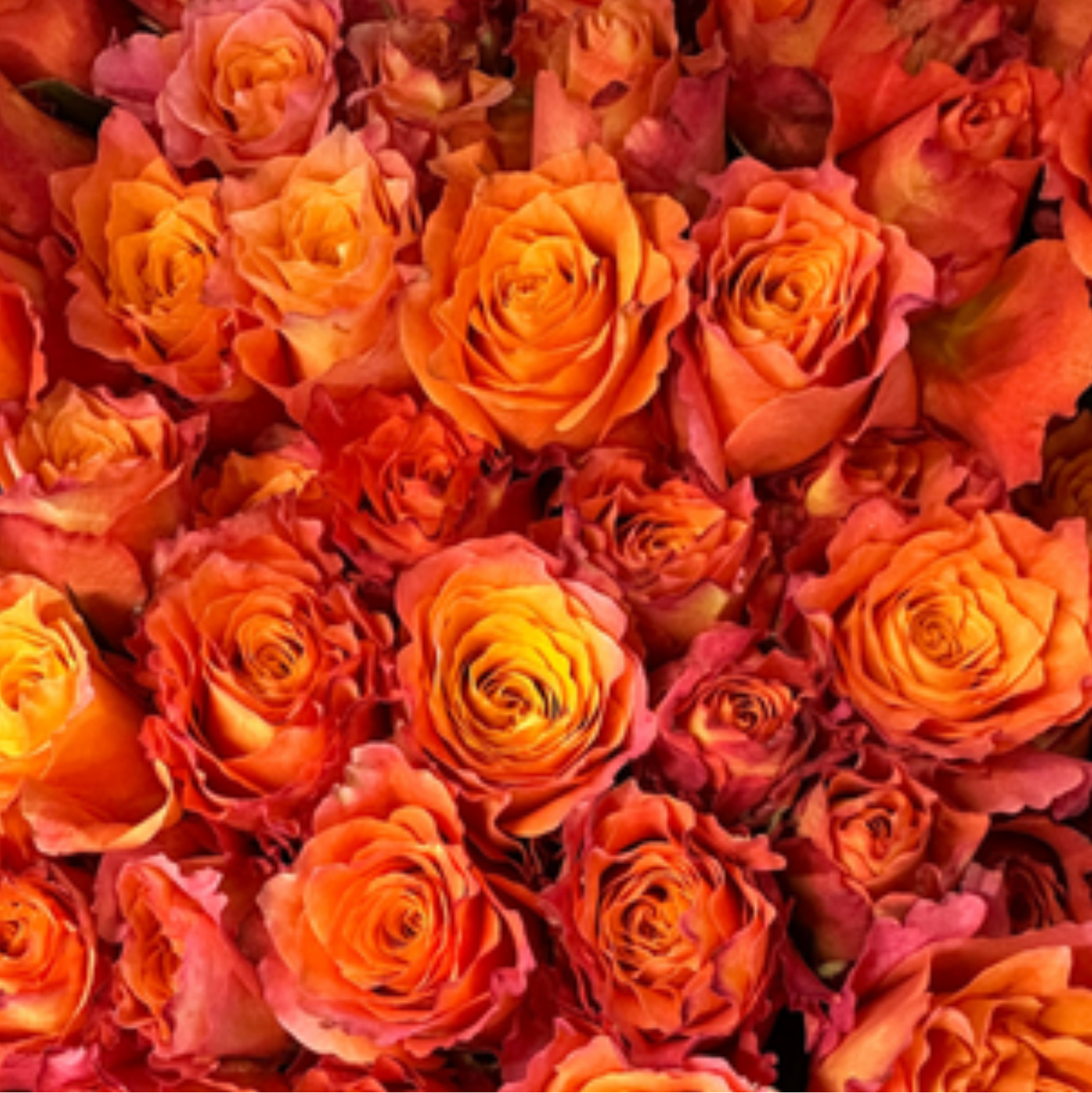Free Spirit Rose