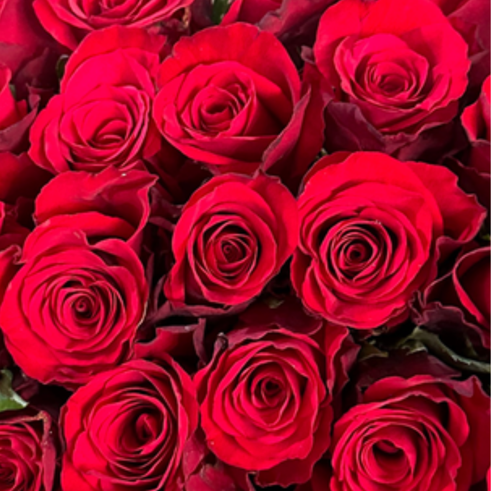 Freedom Red Rose