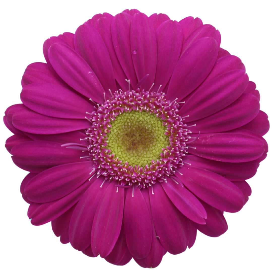 Gemini Gerbera