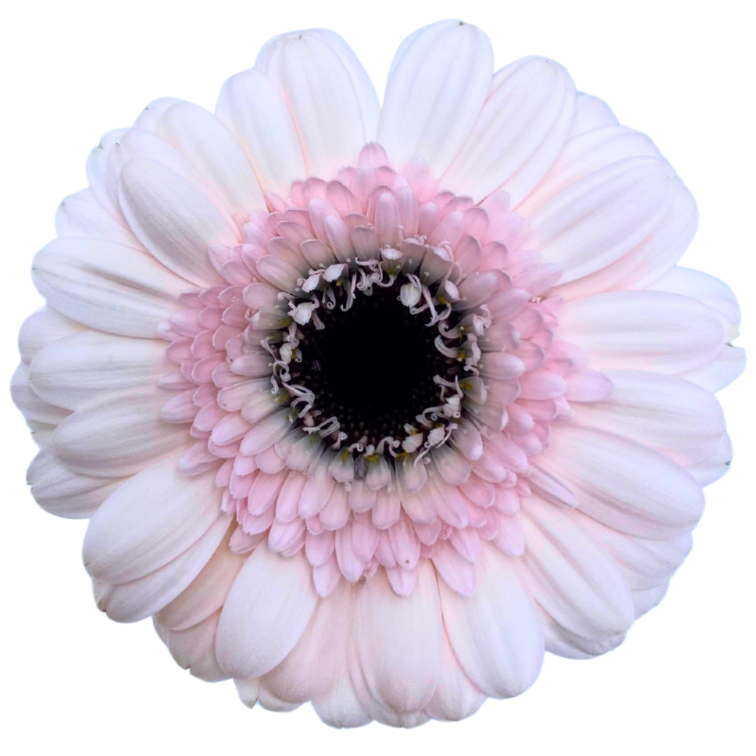 Gemini Gerbera