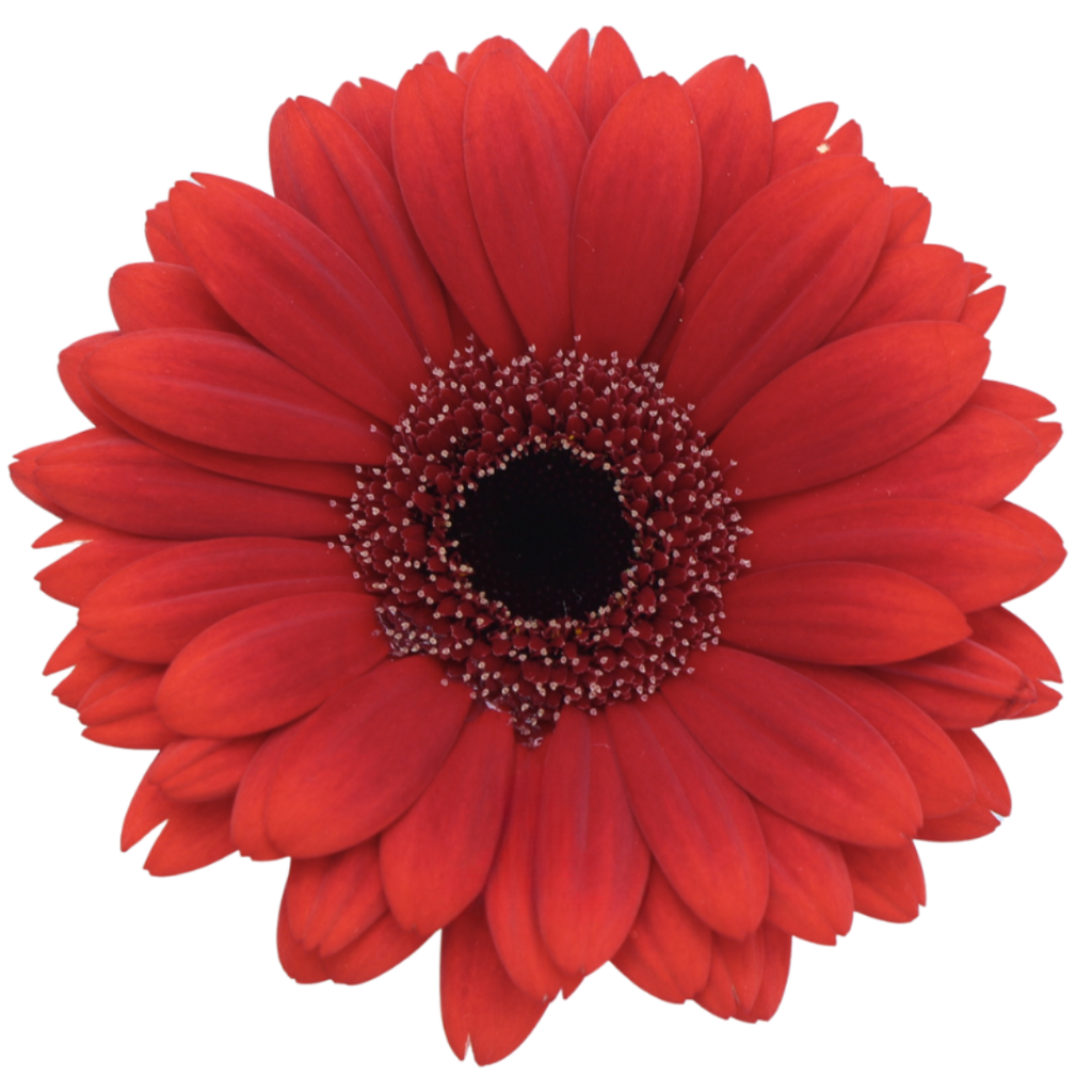 Gemini Gerbera