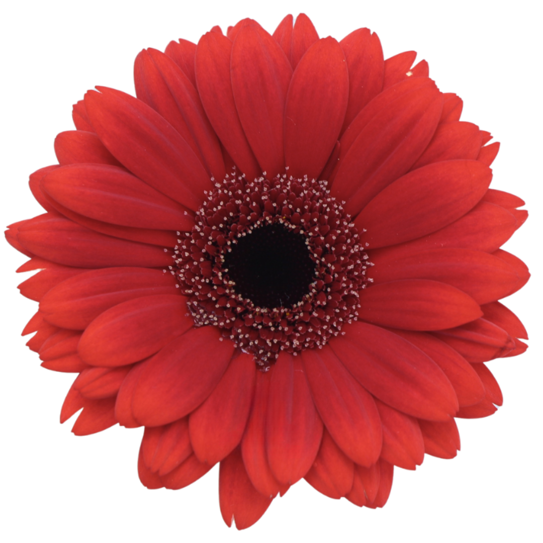 Gemini Gerbera