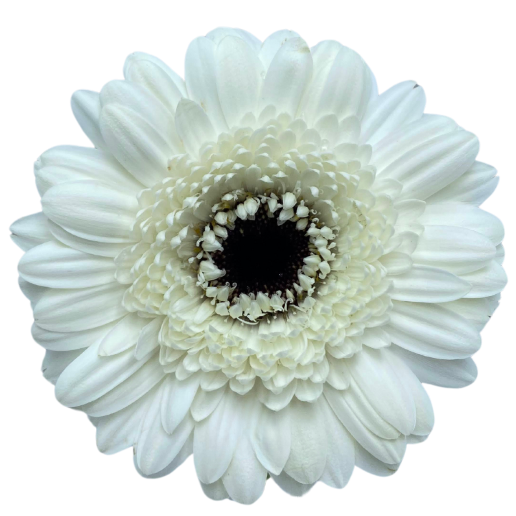 Gemini Gerbera
