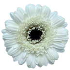 Gemini Gerbera
