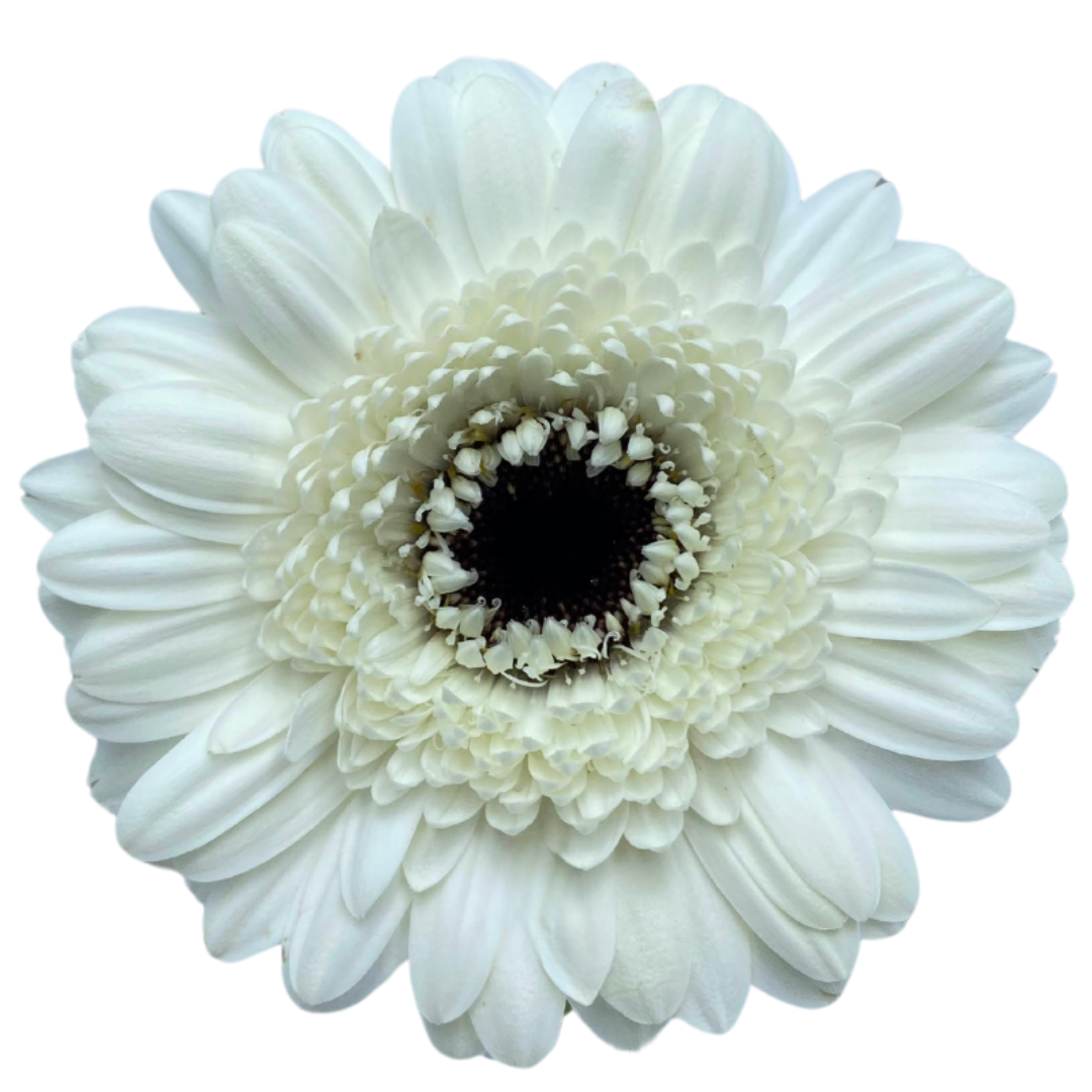 Gemini Gerbera
