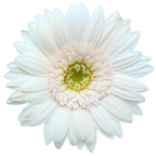 Gemini Gerbera