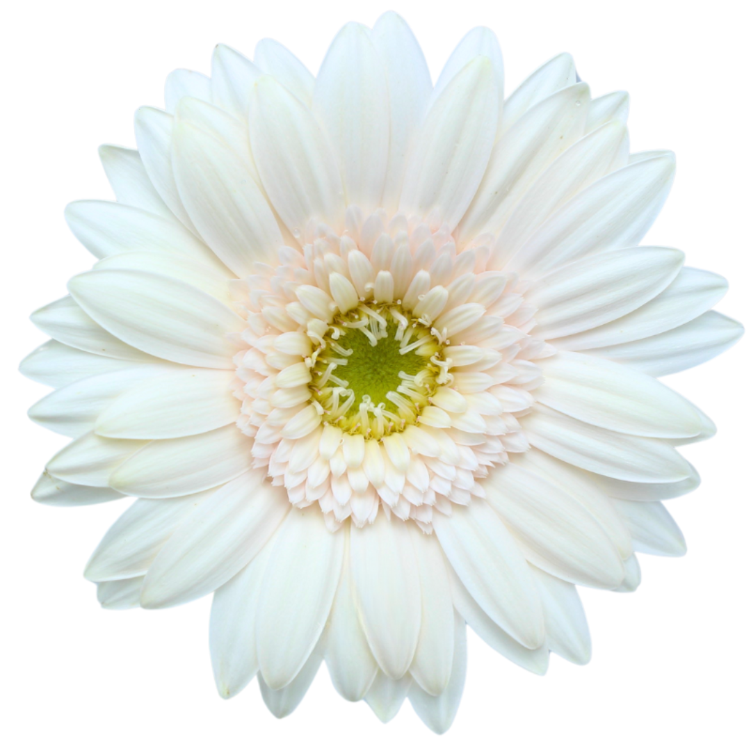 Gemini Gerbera
