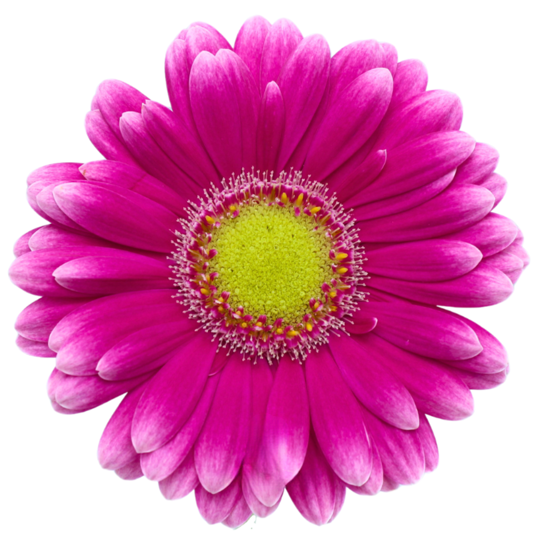 Gemini Gerbera