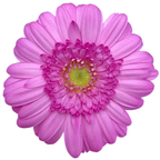 Gemini Gerbera