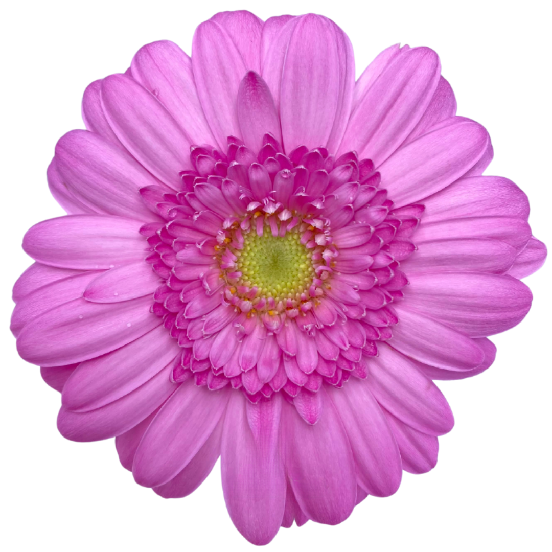 Gemini Gerbera