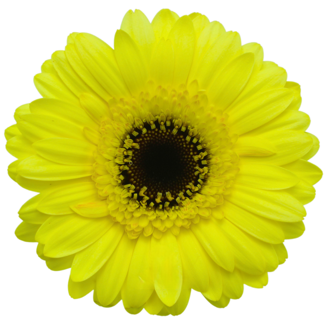 Gemini Gerbera