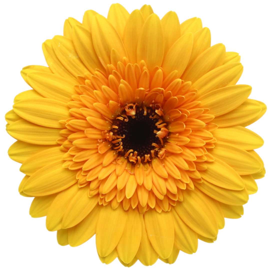 Gemini Gerbera