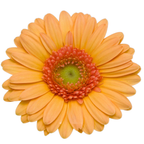 Gemini Gerbera