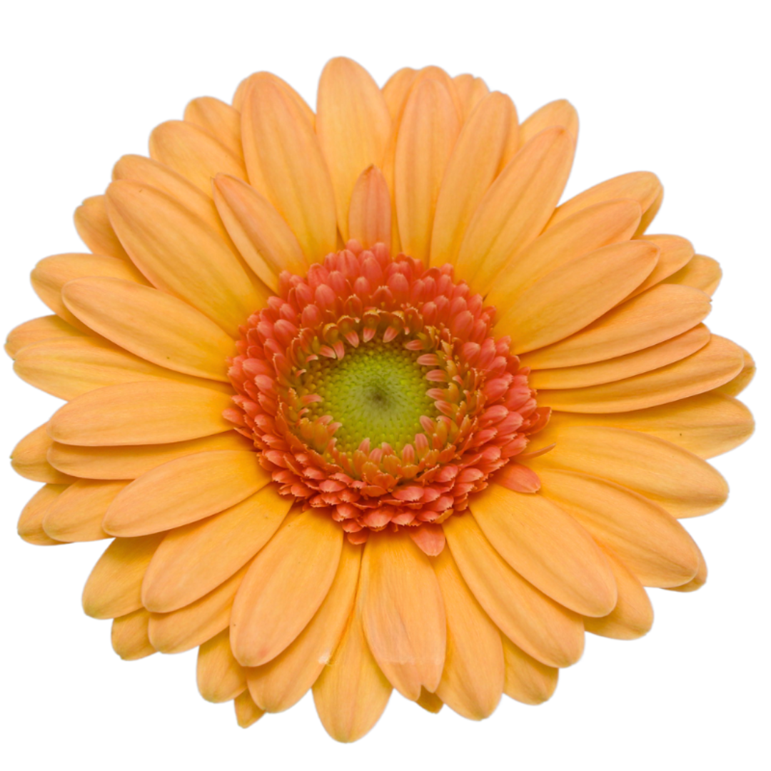 Gemini Gerbera