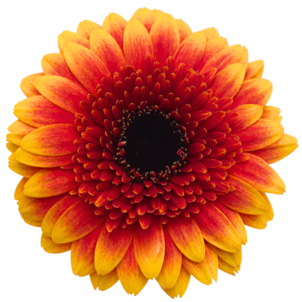 Gemini Gerbera