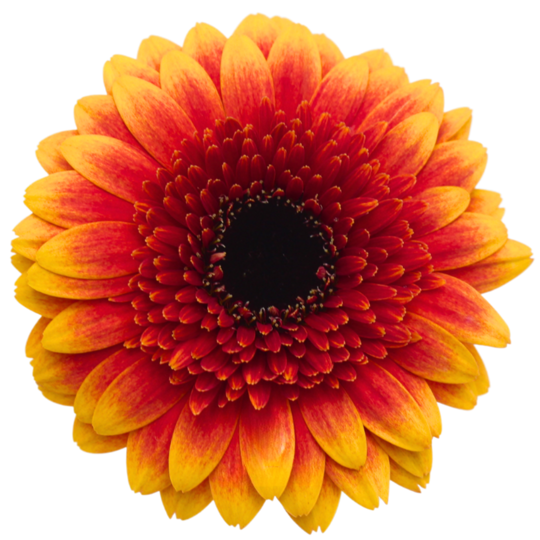 Gemini Gerbera