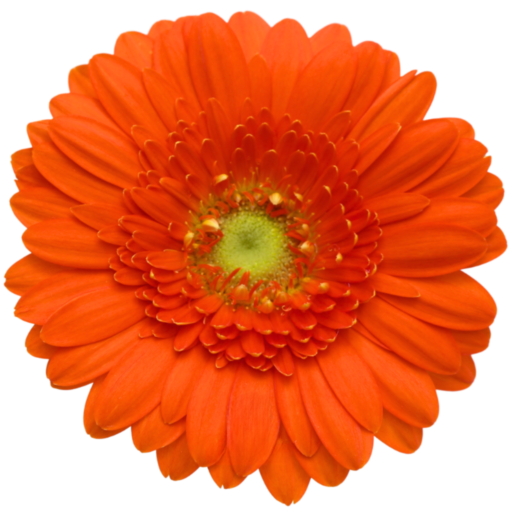 Gemini Gerbera