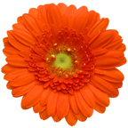 Gemini Gerbera