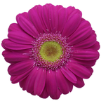 Gemini Gerbera