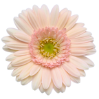 Gemini Gerbera