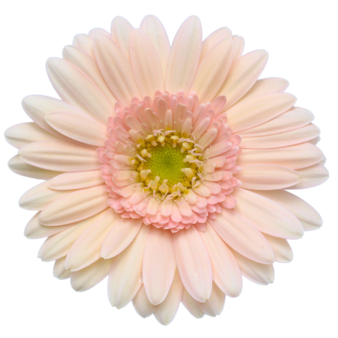 Gemini Gerbera