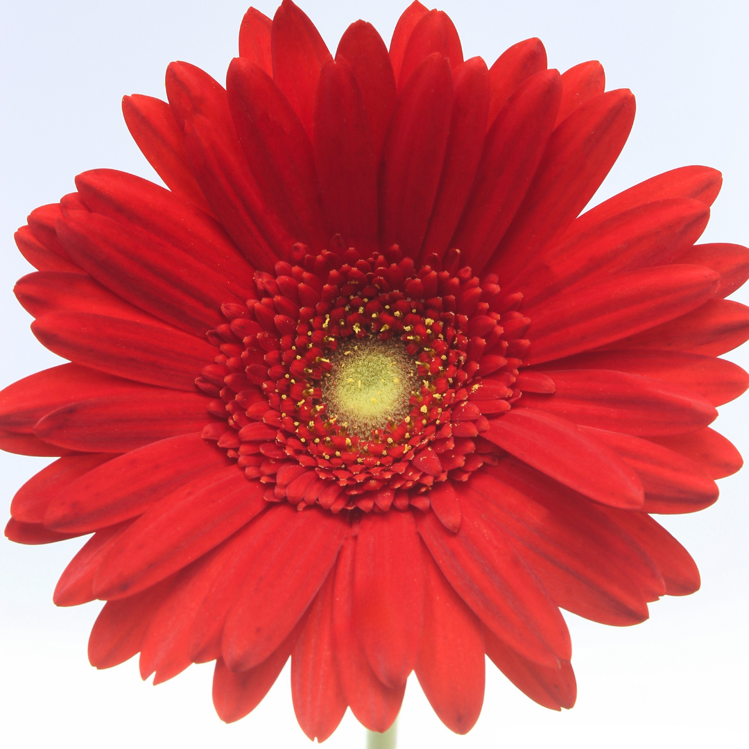 Gerbera