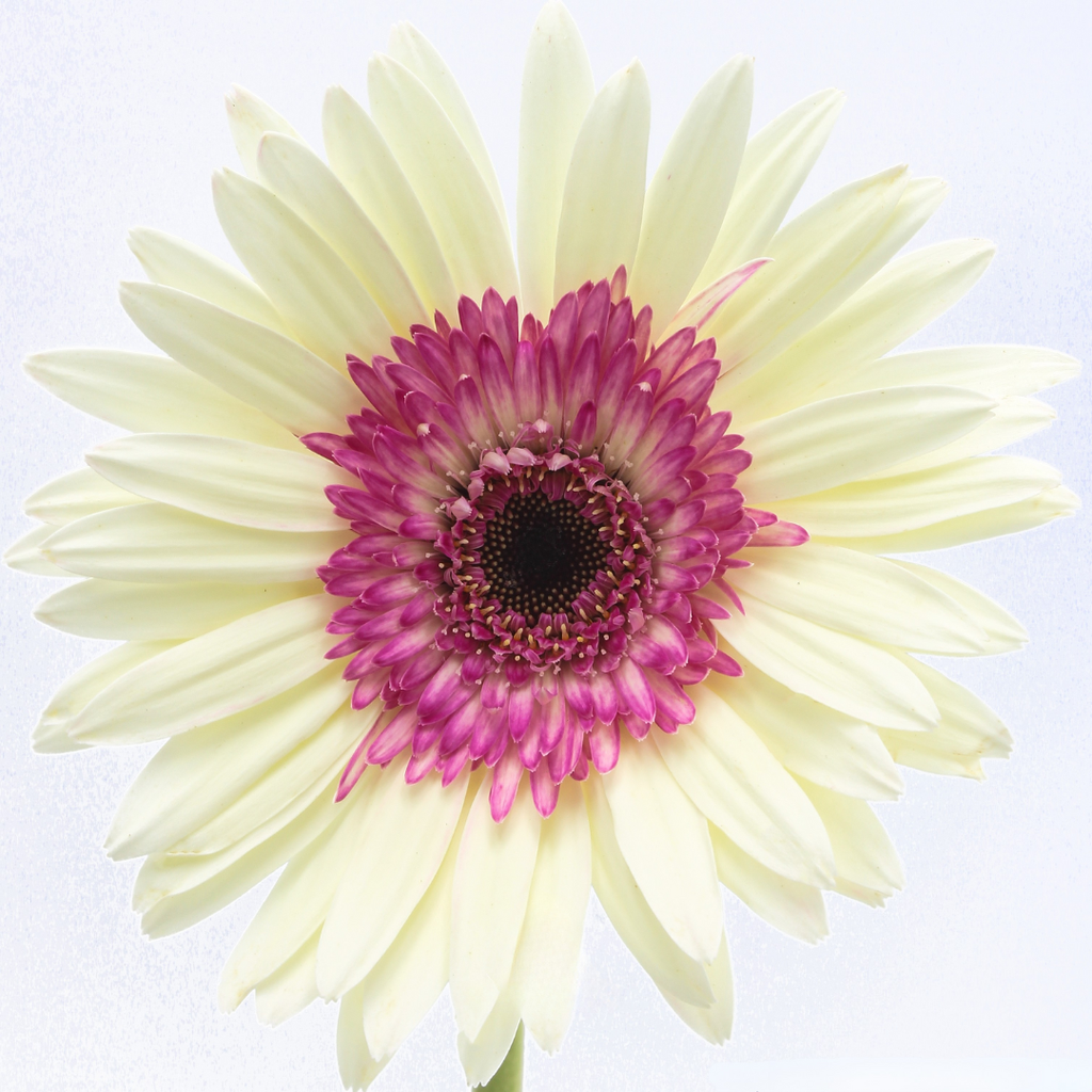 Gerbera