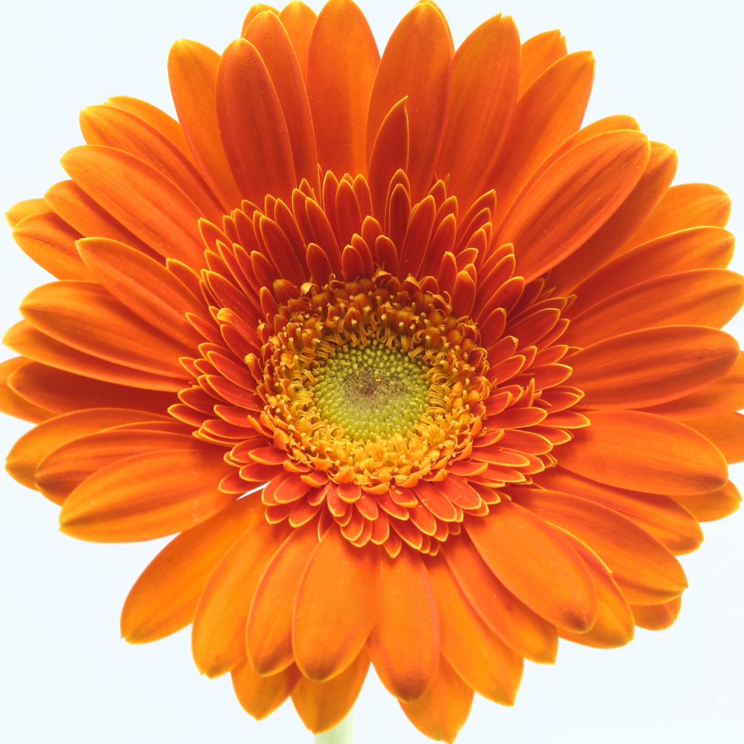 Gerbera